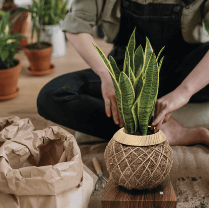 Natural Air Purifier Creative Pot and Plant